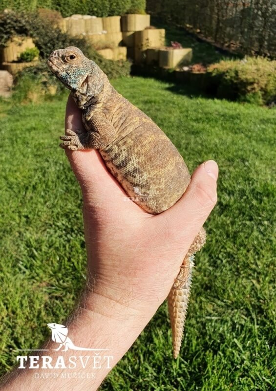 Uromastyx ornata (5)